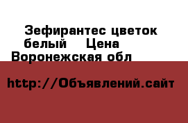 Зефирантес цветок белый. › Цена ­ 200 - Воронежская обл.  »    